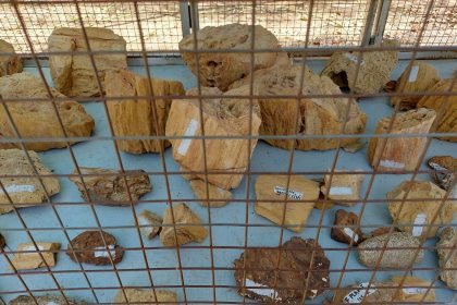 Researchers excavating a fossil site